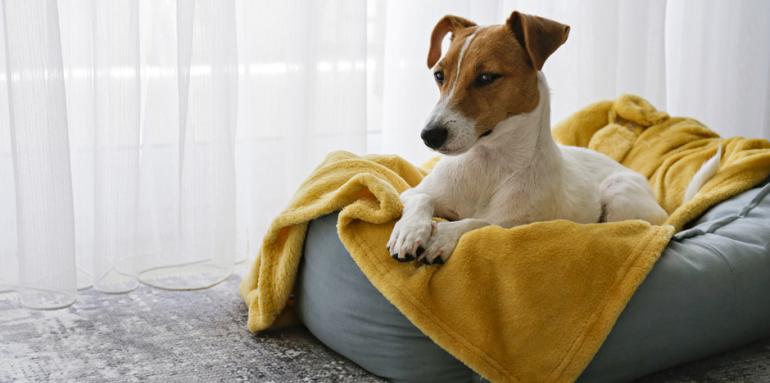 Consejos para tener un perro en tu apartamento